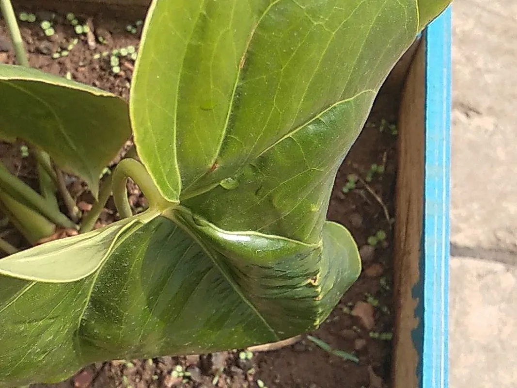 How to Repot a Queen anthurium Successfully?