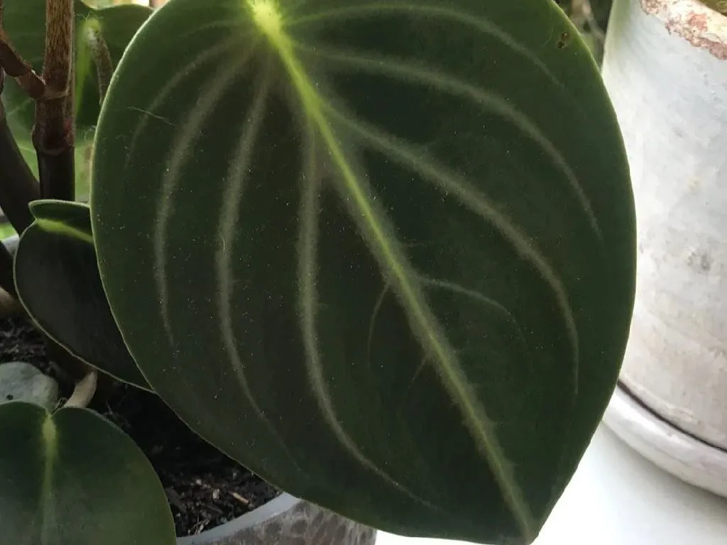 bogenhanf topf Bogenhanf - pflegeleichte Zimmerpflanze, Sansevieria trifasciata Laurentii main image 0