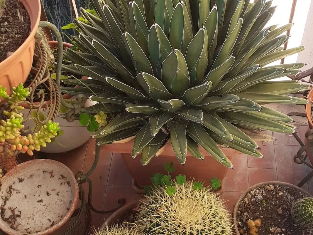 Wie man Knigs-Agave umtopft: Eine Schritt-fr-Schritt-Anleitung