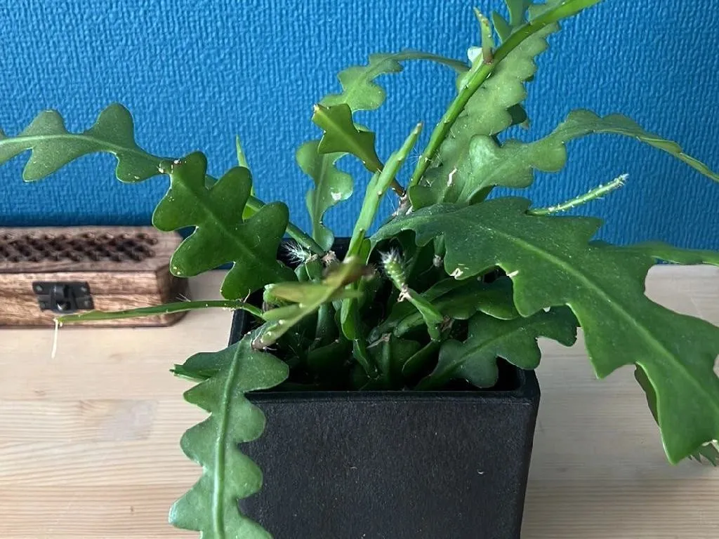 luzerne saatgut pro ha Saat-Luzerne (Medicago sativa) – FuturePlanter main image 1