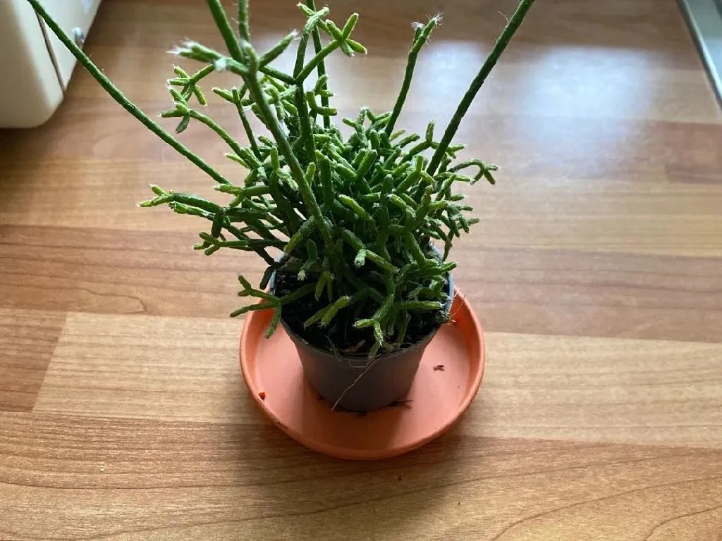 elefantenfuß kaufen dehner Kaufen Sie Beaucarnea Recurvata - Elefantenfuß main image 0