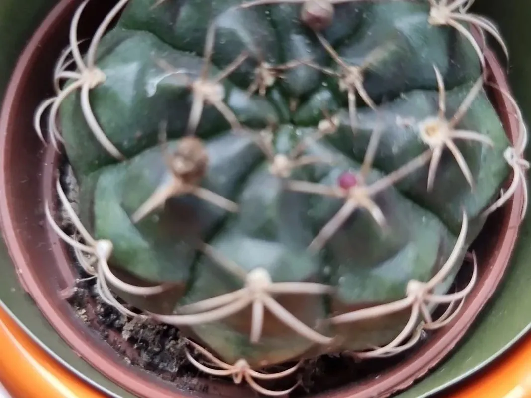 cactus shopping New York Greenhouse – Cactaceae Storeiencius