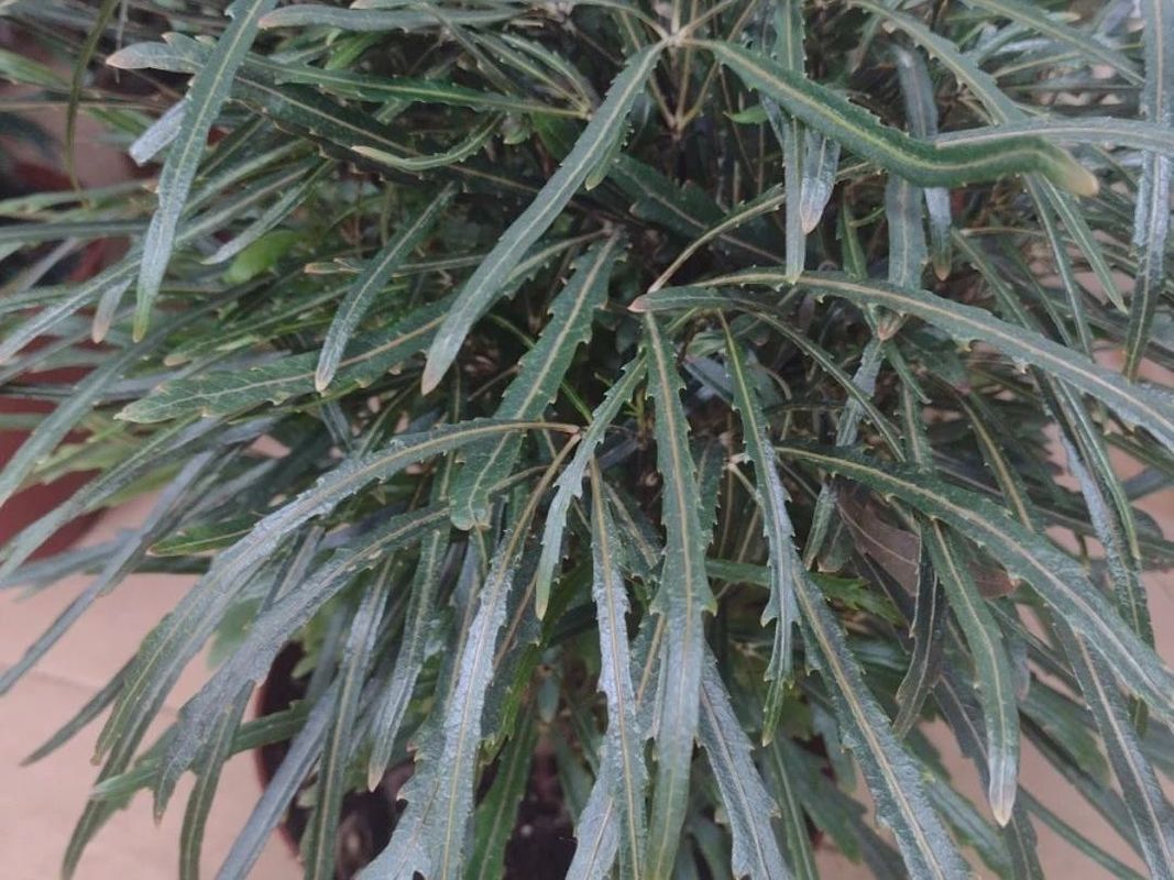 How to Repot Your False aralia for Better Growth?