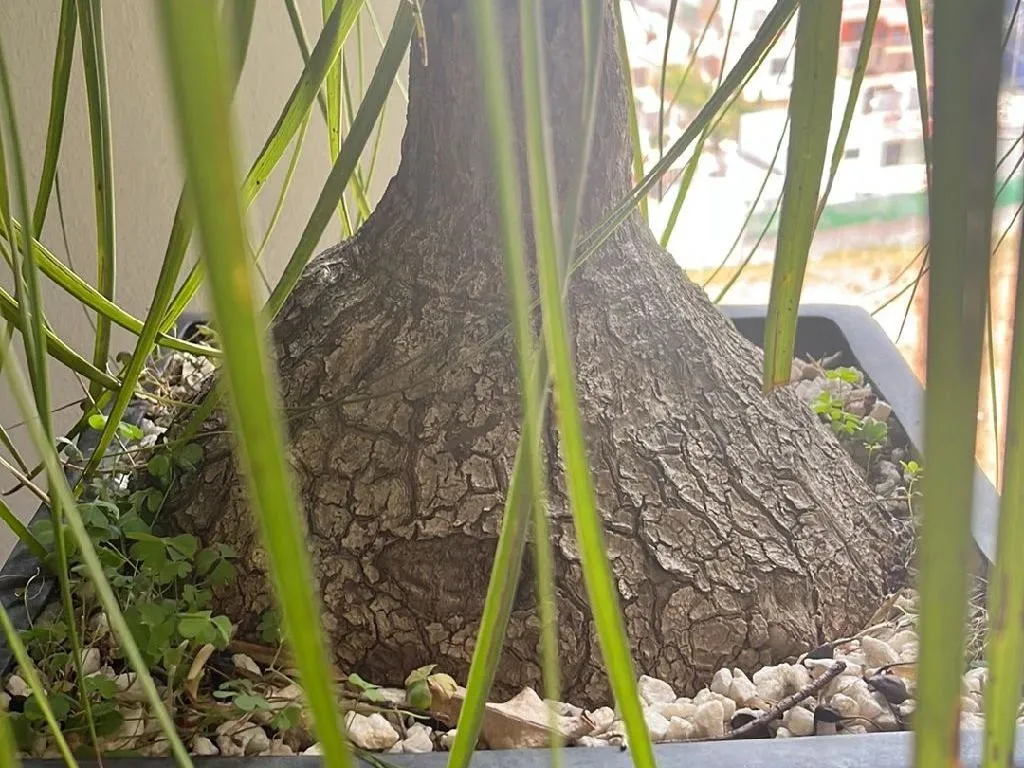 rubber tree houseplant Rubber Plant main image 1