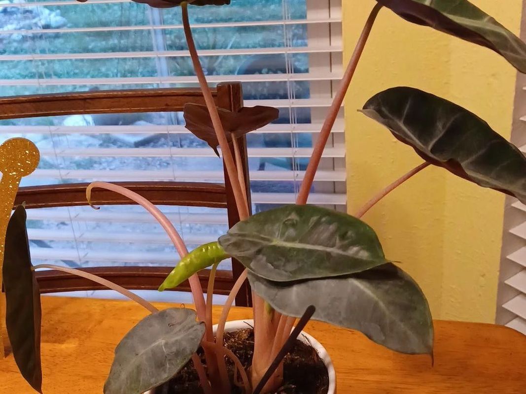 money plant picture Money Plant Golden (Small) in Golden Metal Pot  Greenkin