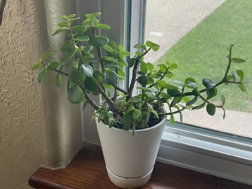 ポーチュラカリア・アフラの植え替え方法：ステップバイステップガイド