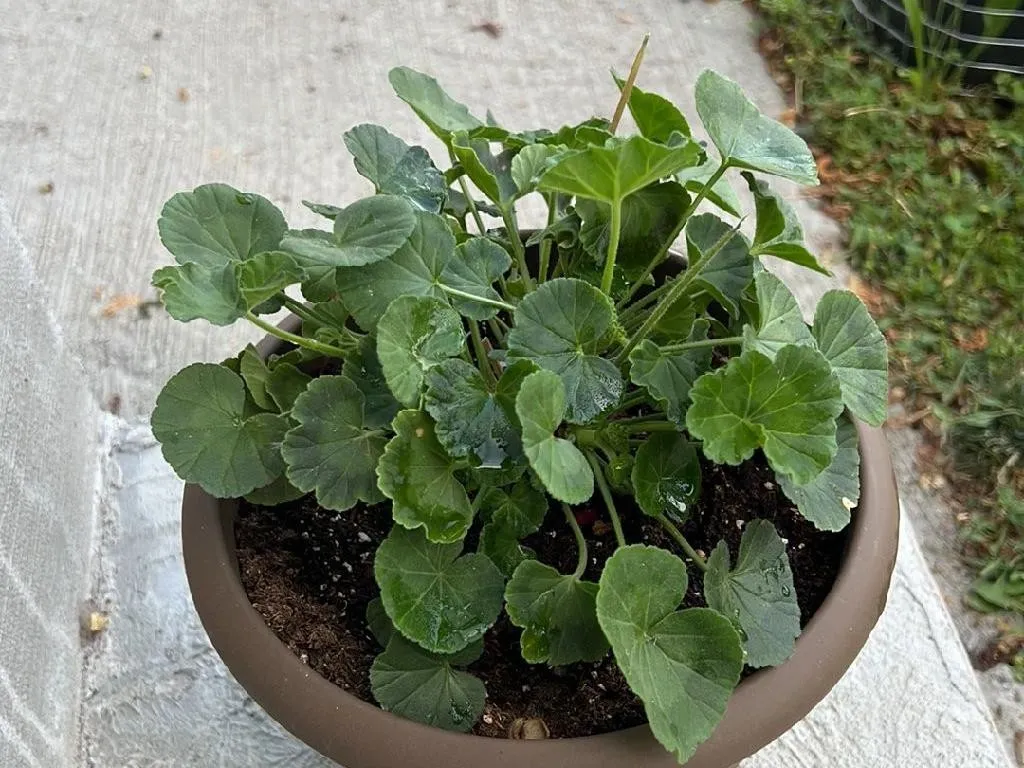 Cómo Trasplantar tu Geranio: Una Guía Paso a Paso, image size:1024x768