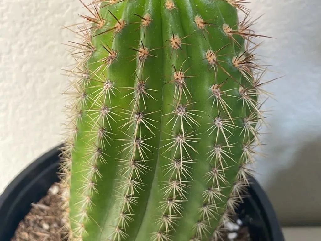 Comment rempoter votre Cactus orgue : un guide tape par tape