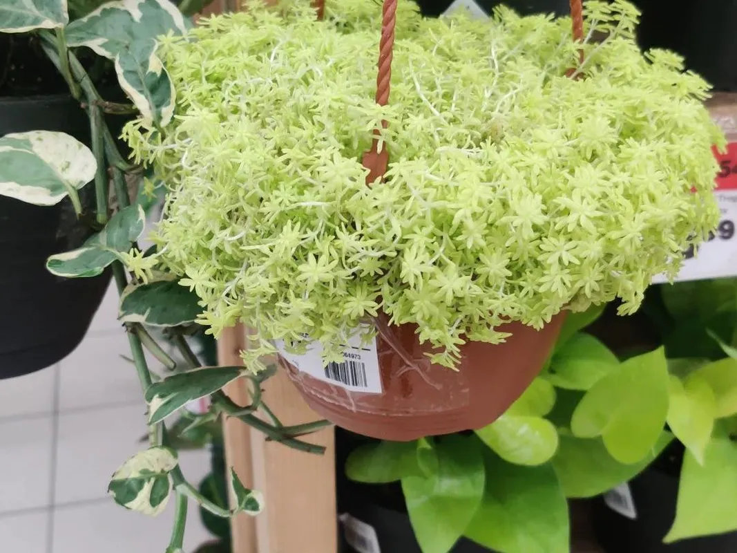 white succulent plants Echeveria cante