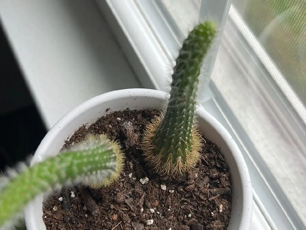 Comment rempoter votre Cactus queue-de-rat : Un guide tape par tape