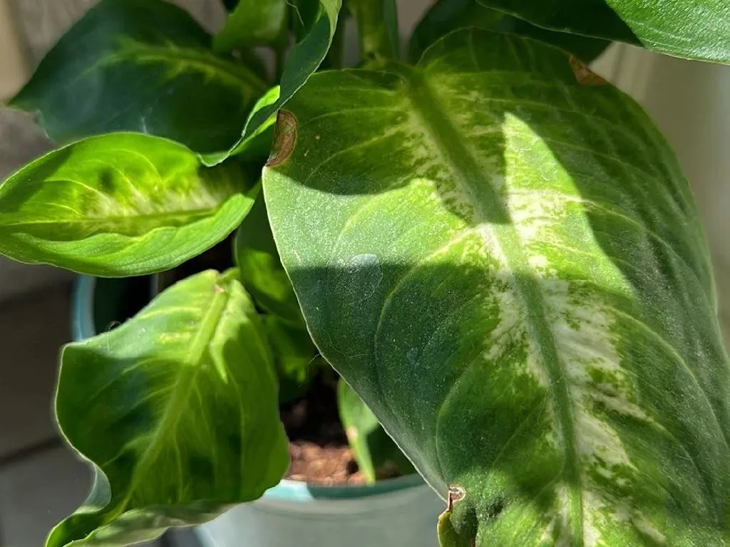 blitz philodendron Philodendron Billietiae | Houseplants main image 0