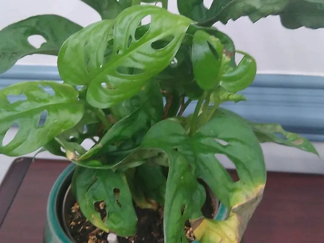 How to Repot Your Monstera obliqua: A Step-by-Step Guide