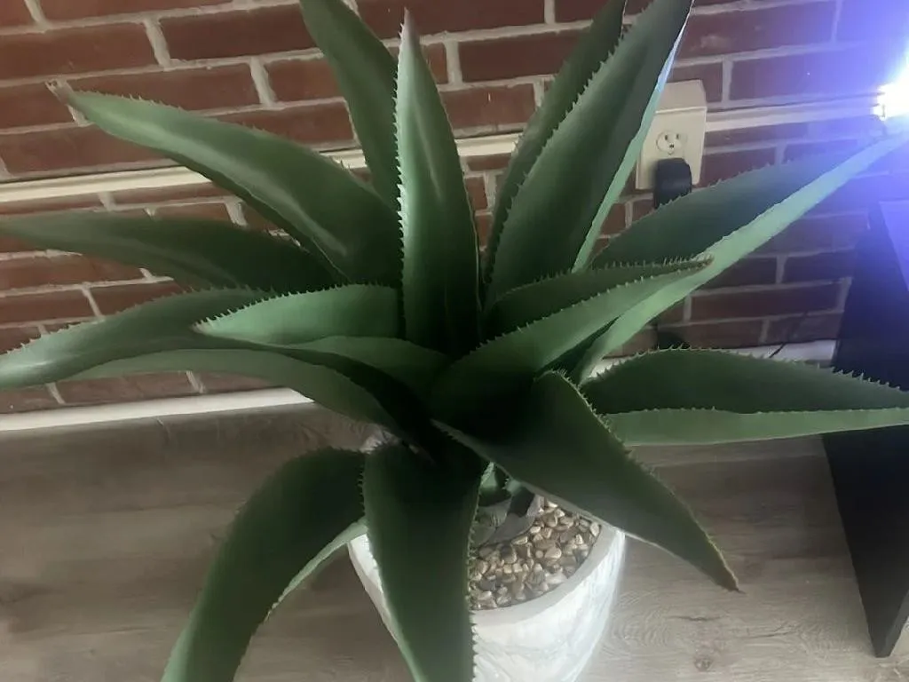 How to Repot Your Candelabra aloe: A Step-by-Step Guide