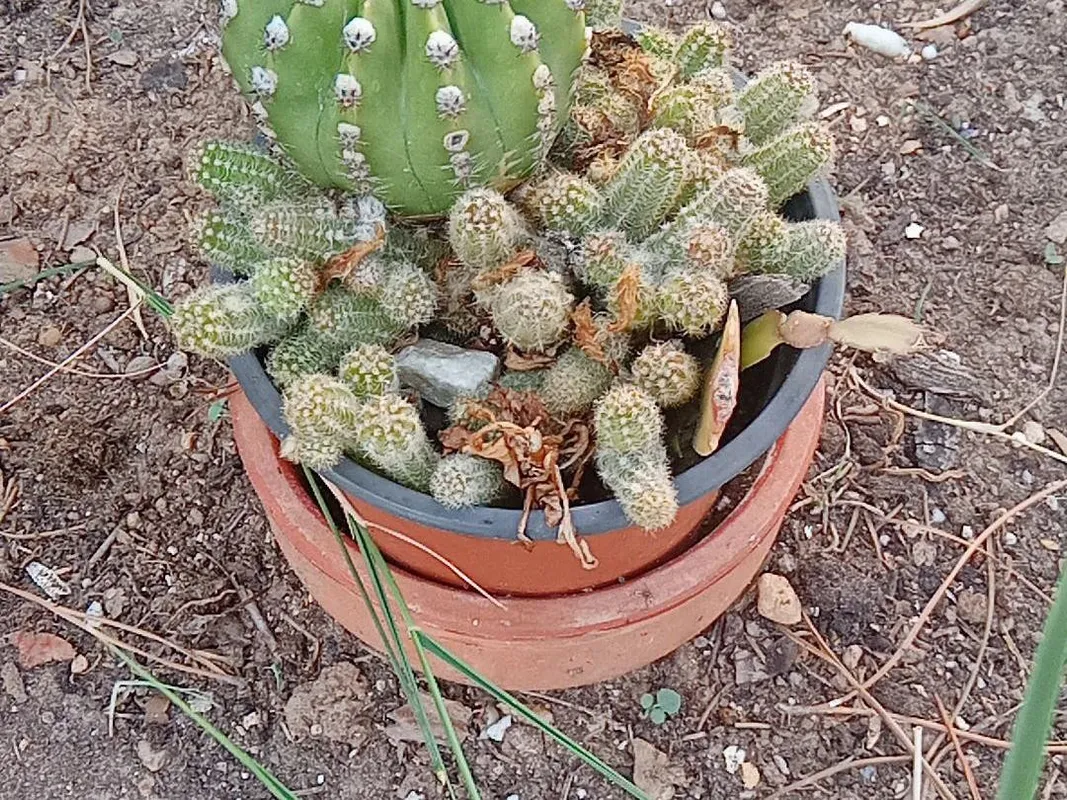 Cmo transplantar tu Cactus cacahuete: Una gua paso a paso