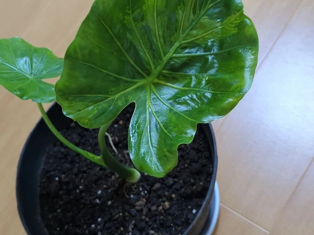 クワズイモの植え替え方法: ステップバイステップガイド