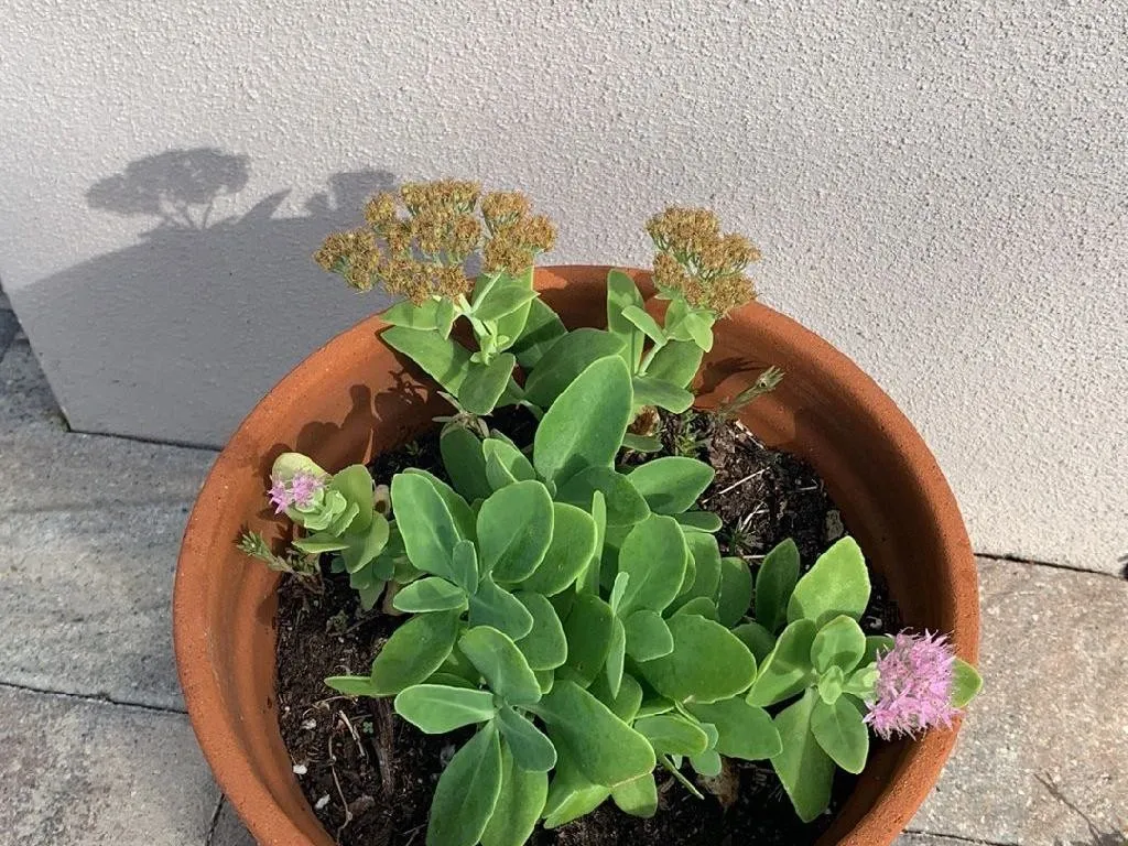 オオベンケイソウ（大弁慶草）の植え替え方法：ステップバイステップガイド