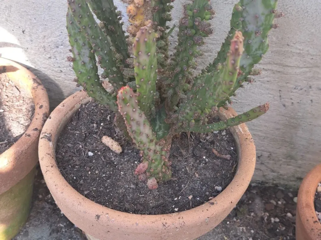 succulent soil home depot 6 qt. Organic Succulent and Cacti Mix Soil (1-Pack) main image 0