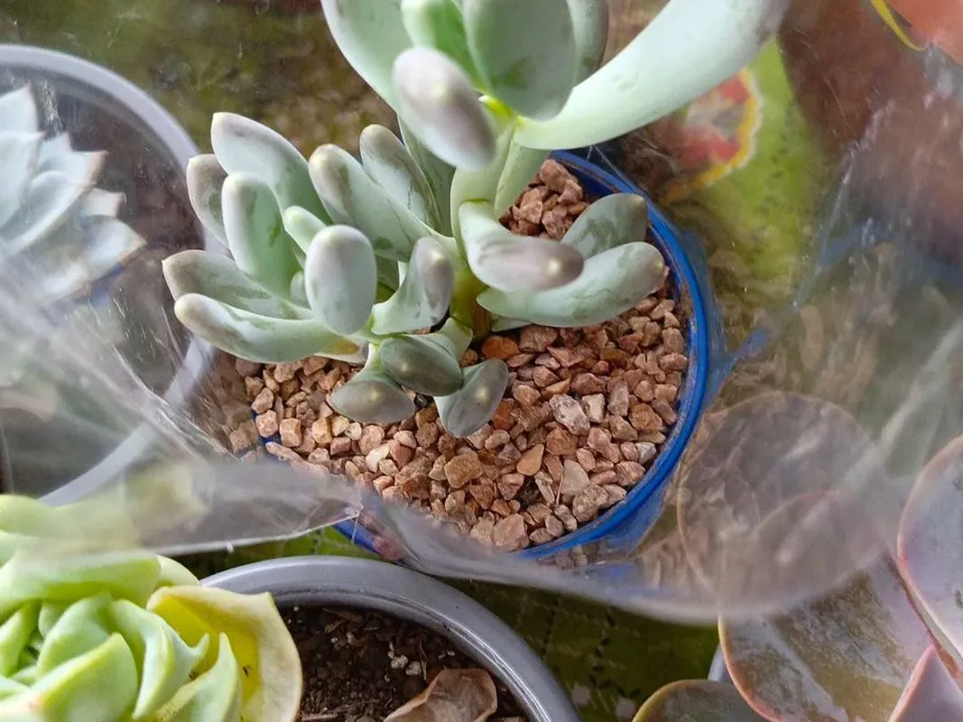 bearpaw succulent 2" Bear Paw  Cristina's Garden