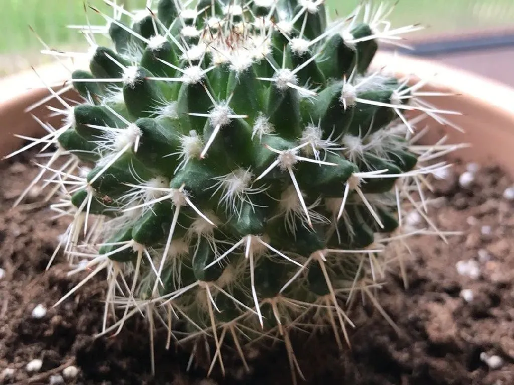 Comment rempoter votre Mammillaria compressa pour une croissance en sant ?