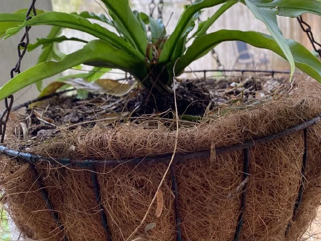 シマオオタニワタリ 40数年物 観葉植物 オオタニワタリ(大谷渡