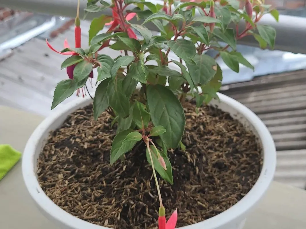 How to Repot Your Hardy fuchsia: A Step-by-Step Guide