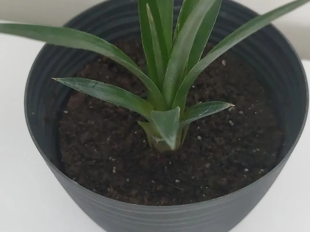 How to Repot a Pineapple Plant: A Step-by-Step Guide