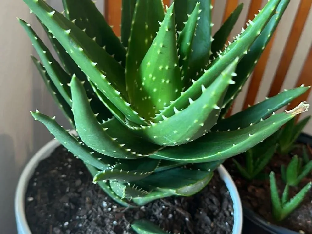 Come rinvasare il tuo Aloe perfoliata per una crescita migliore?