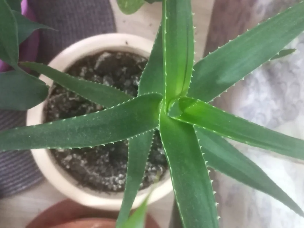 Cmo trasplantar tu Aloe pulpo para un crecimiento ms saludable?