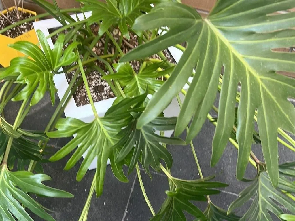 haldi plant Buy Turmeric, Haldi Plant, Curcuma longa