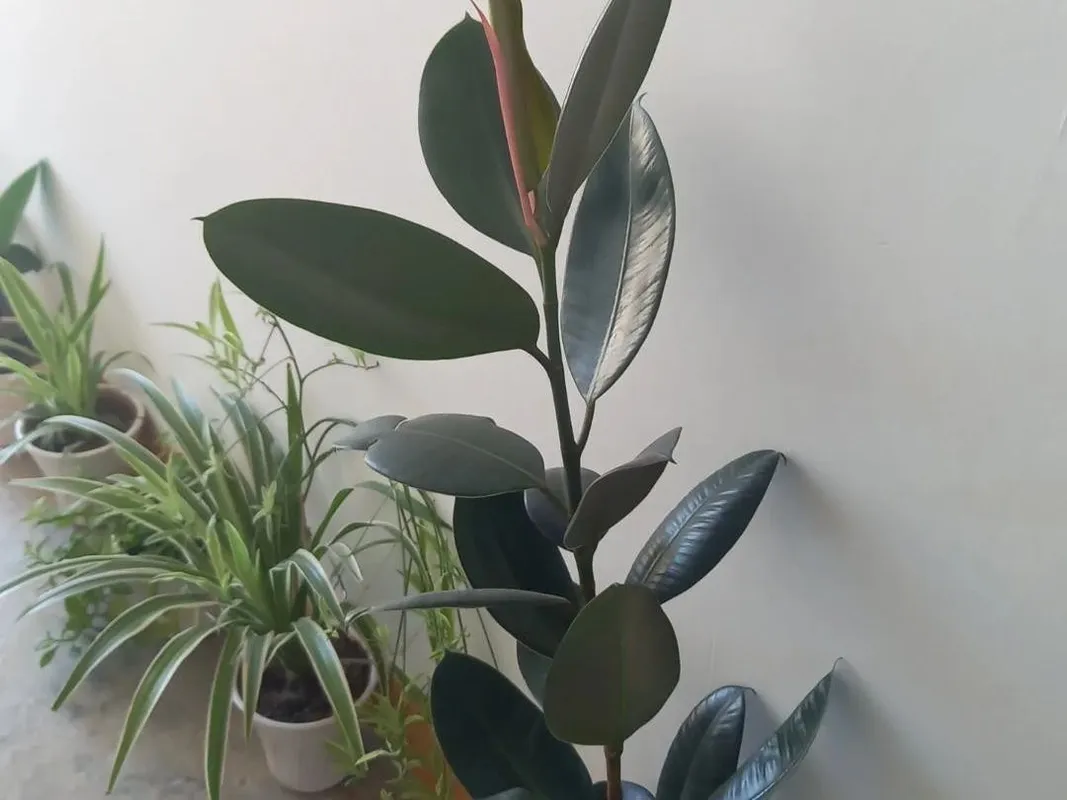 monsteras kaufen 3er-Set – Monstera, Einblatt & Glückskastanie kaufen main image 0