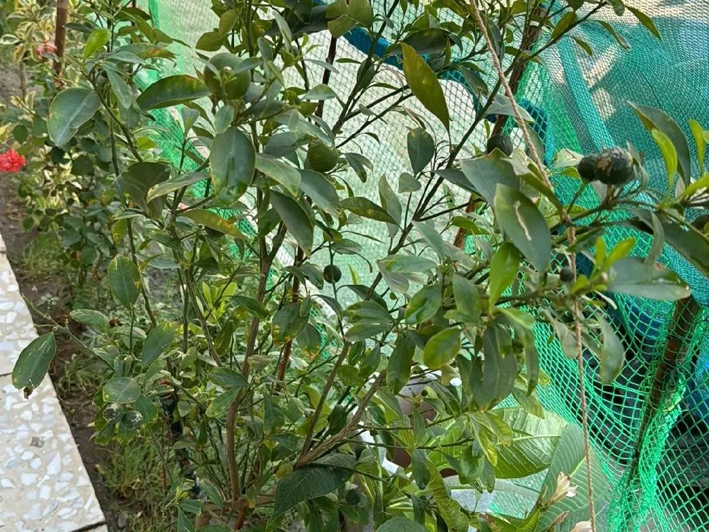 Wie Sie Ihr Kumquat Umtopfen: Eine Schritt-fr-Schritt-Anleitung