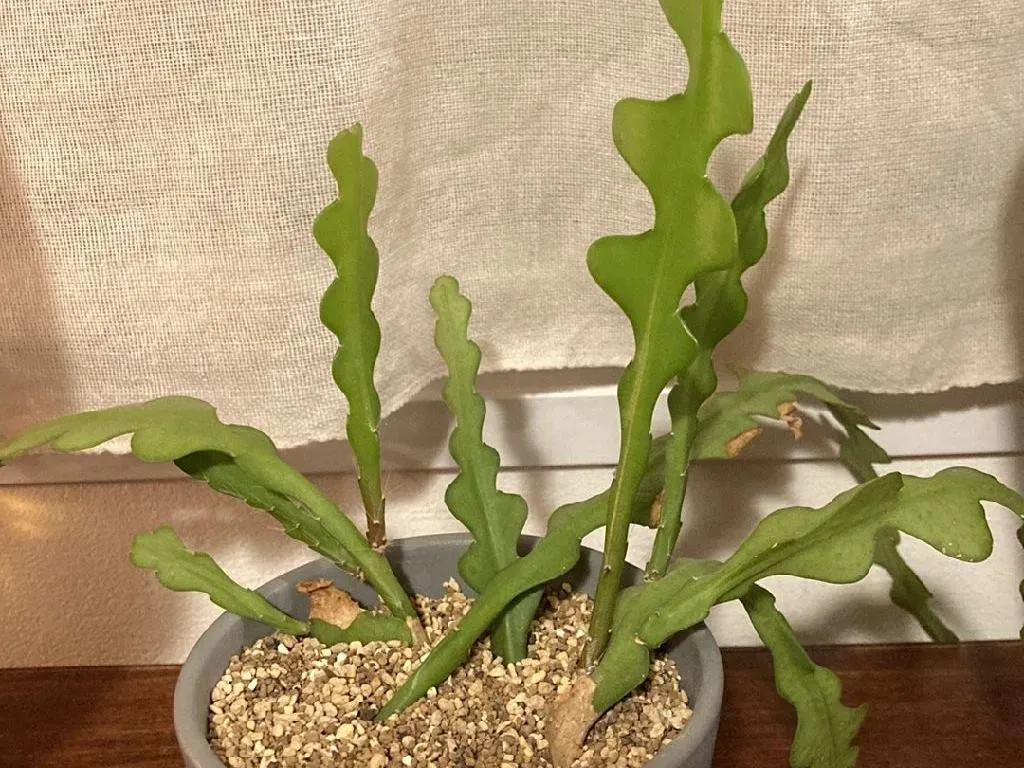 kentia palme kaufen obi Kentia Palme Kunstpflanze 65cm – Dekorative Kunstpalme Zimmerpflanze – main image 1