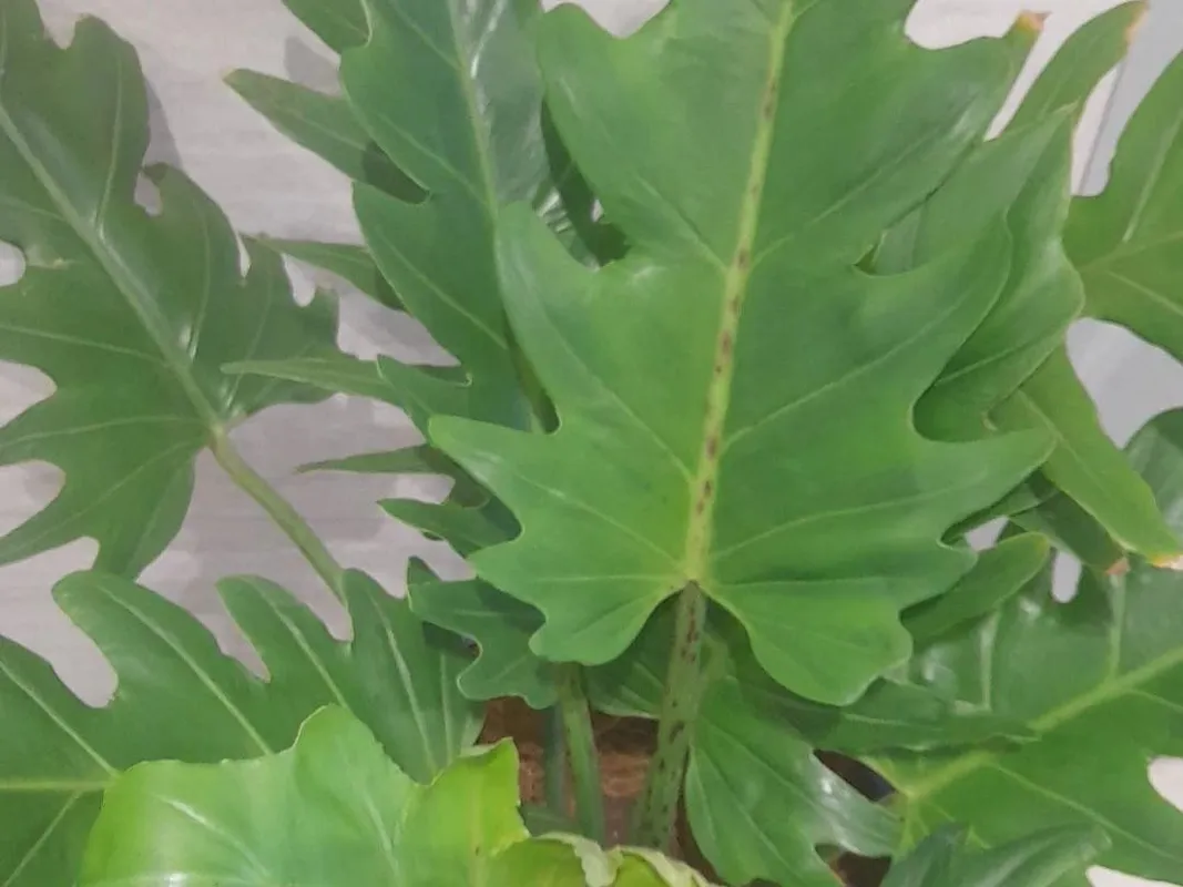 croton iceton plant Croton Iceton 160cmH x 40cmD