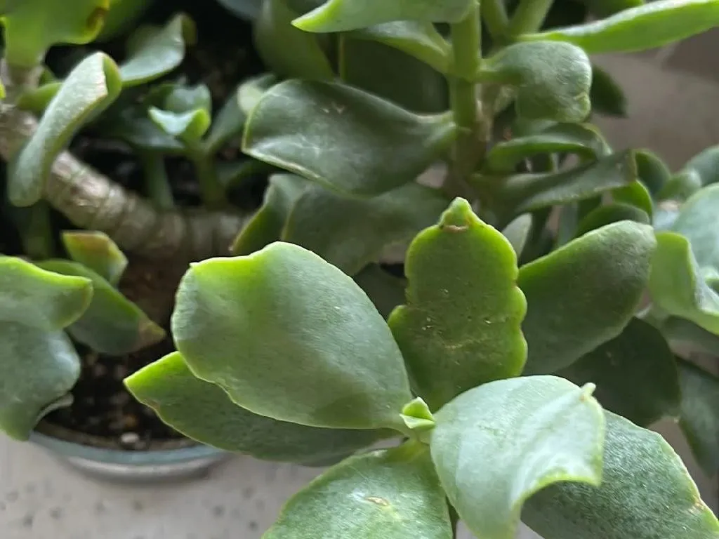 How to Repot a Curly jade plant: Step-by-Step Guide
