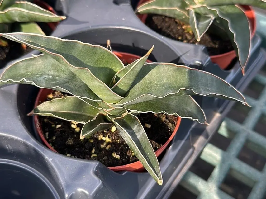 aspidistra elatior variegata Aspidistra Elatior Variegata