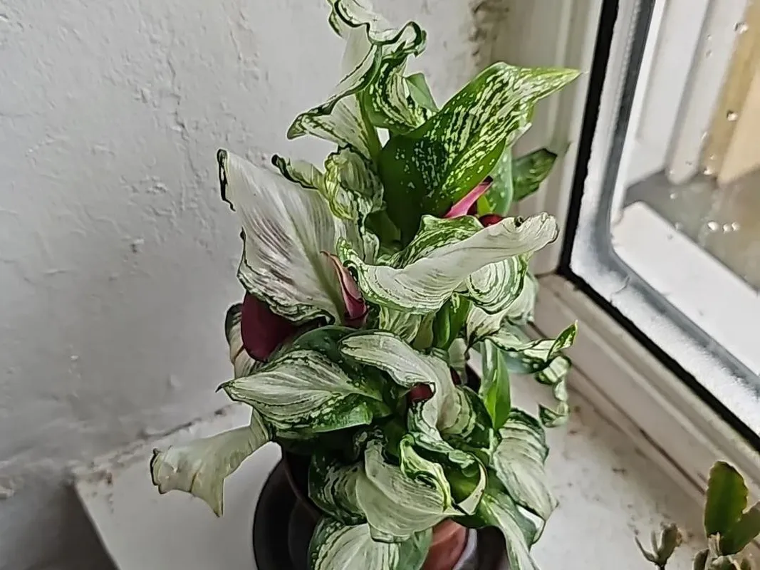 buy indoor plants near me The Favorite 5 Bundle with Planter