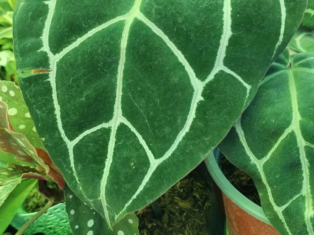 How to Repot a Queen anthurium Successfully?