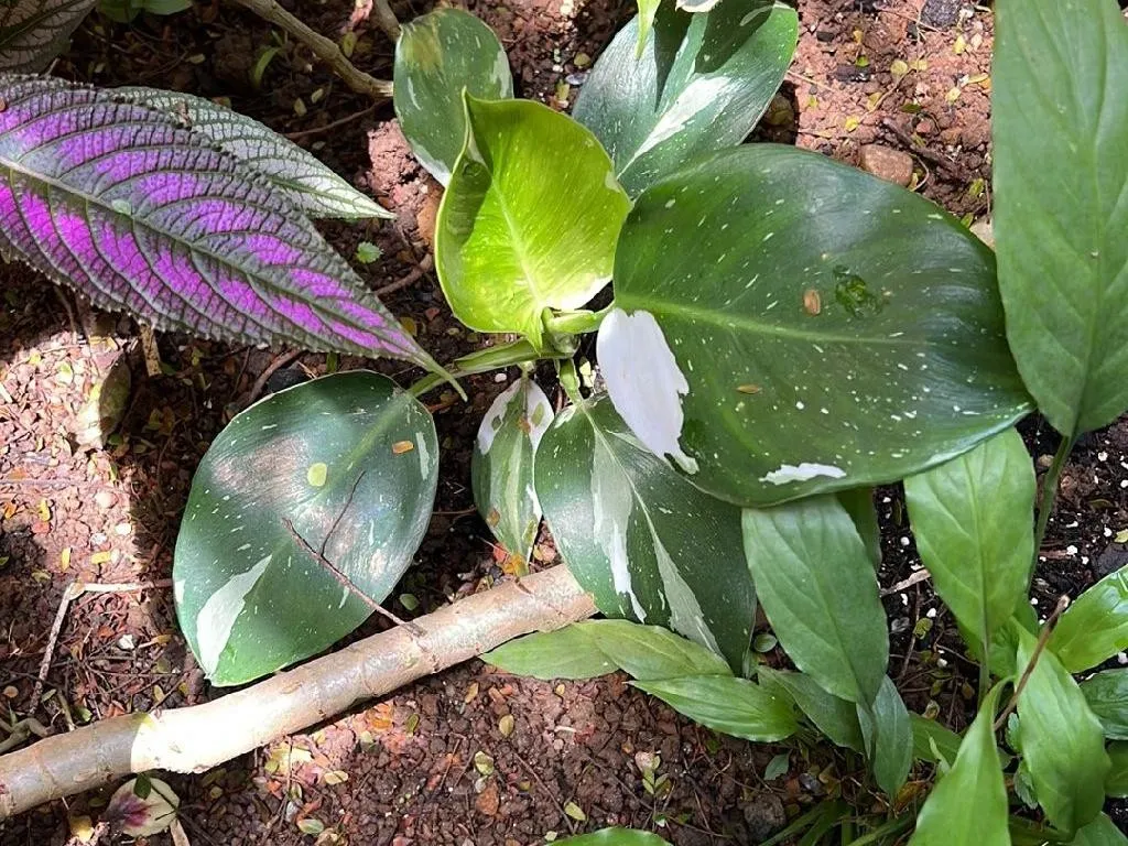 philodendron half moon Philodendron Joepii Variegated Albo HALFMOON 2X Baby Plants – Grow Unique  Plants main image 0