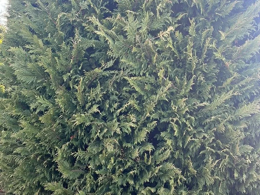 Ciprés: explicaciones y datos | Plantas, image size:1024x768