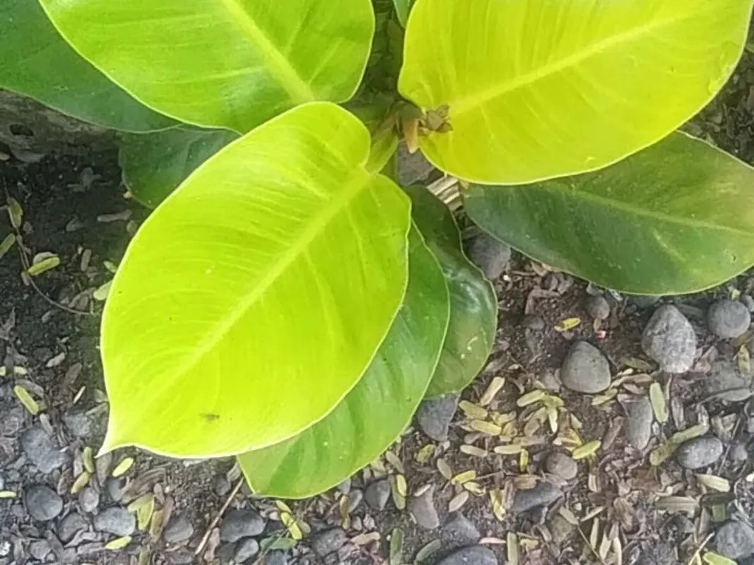 philodendron billietiae variegata samen Philodendron Billietiae Variegata – Studio Plantes main image 1