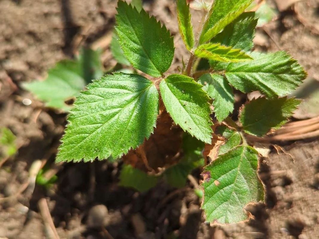 Incorporating Northern dewberry in Your Landscaping: A Guide