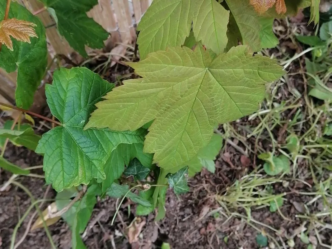 Comment Érable sycomore peut-il améliorer votre design paysager ?, image size:1067x800