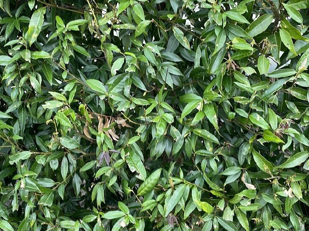 How to Enhance Your Garden with True cinnamon tree Landscaping?