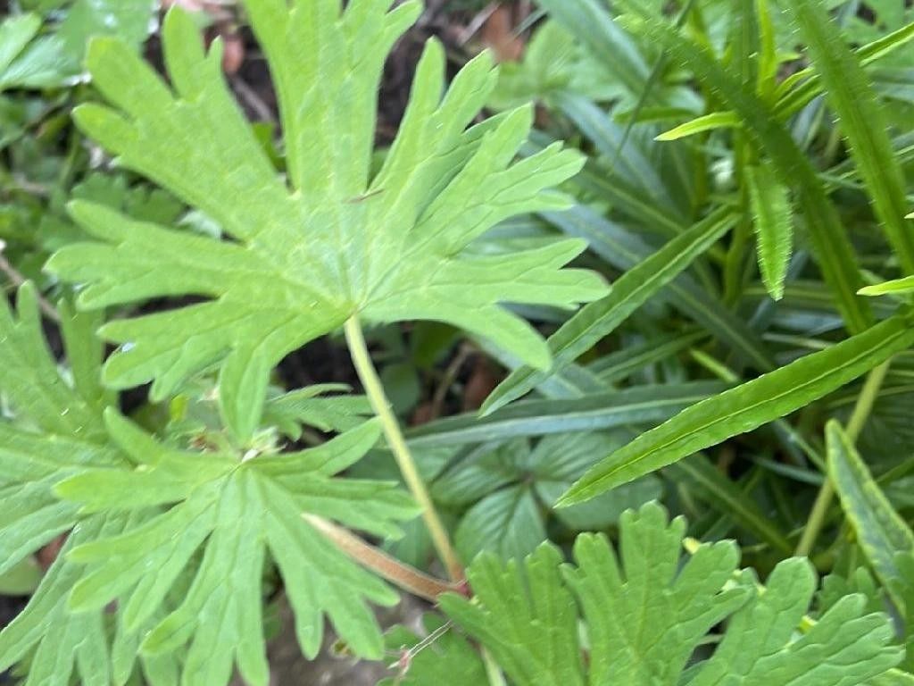 How Can Small geranium Enhance Your Garden Landscaping?