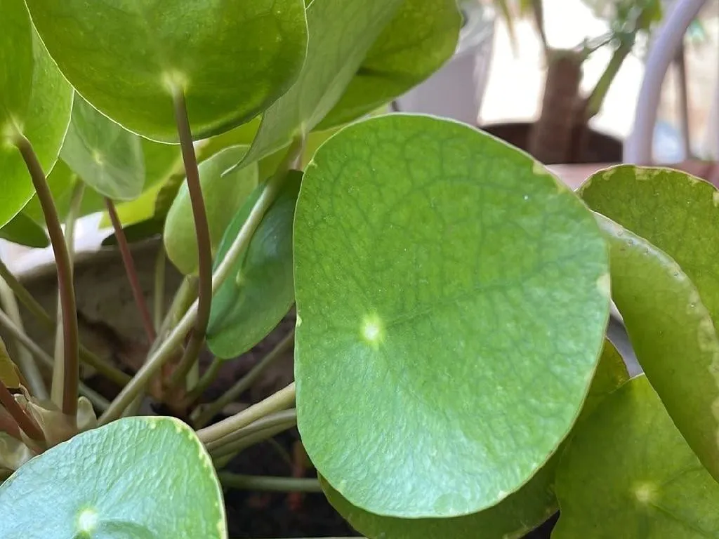How Can Chinese money plant Enhance Your Home Landscaping?