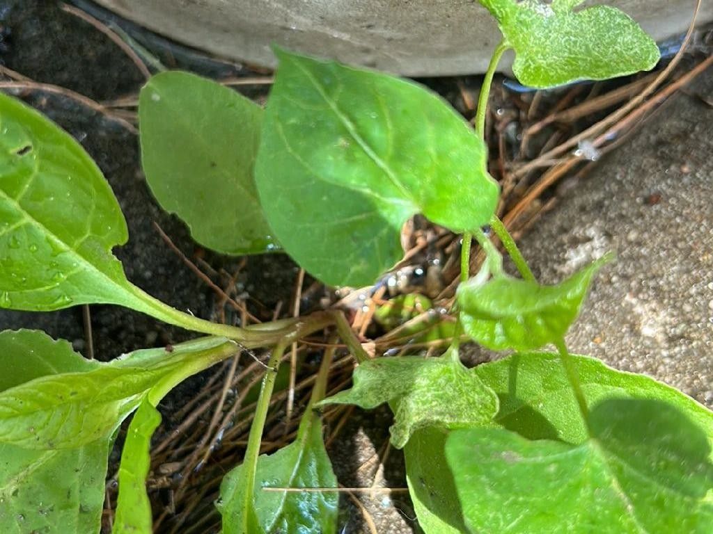 How Can Common morning glory Enhance Your Garden Landscape?