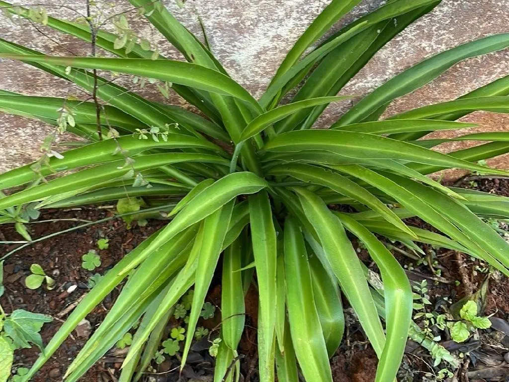 monstera albo thai constellation Monstera deliciosa 'Thai Constellation' – The Plant Lady SF main image 0