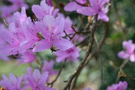 クマノミツバツツジ /熊野三葉躑躅【現品発送】管理70736 クマノ