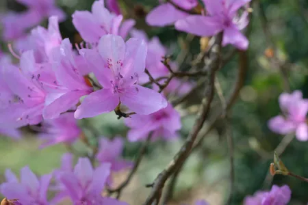 サイゴクミツバツツジ　西国三葉躑躅　【品番3170】 サイゴクミツバツツジ 西国三葉躑躅 【品番3170】 コバノミツバツツジ