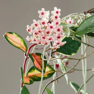 533009830903578624.jpeg?x-oss-